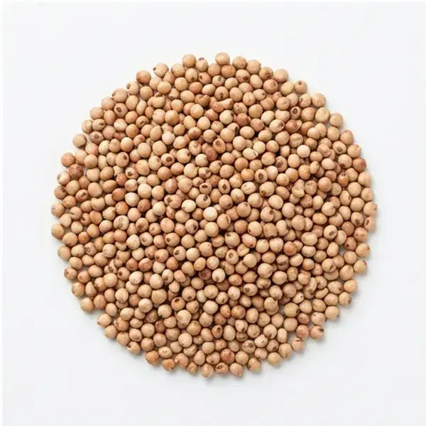 Sorghum